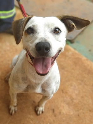 #PraCegoVer: Fotografia da cadela Tati. Ela tem a cor Branco e as orelhas marron.